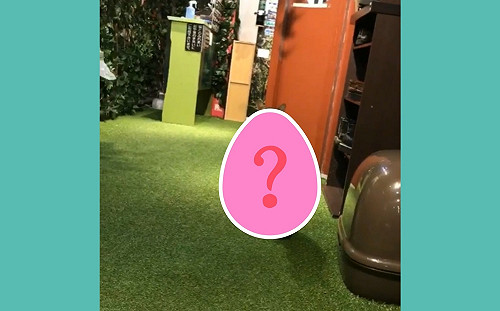 喵星人用後腳超標準站立　見鏡頭竟緩緩坐下變回貓！