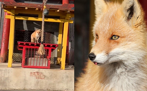 (影)狐狸也想要拜年!勾不到繩鈴探頭望:可以幫忙拉一下嗎?