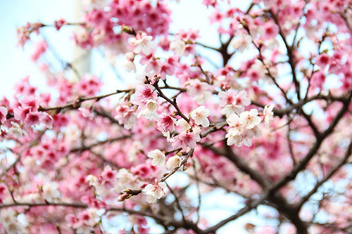 搭火車賞櫻去！全台5大賞花點綻放時間、交通方式看這裡