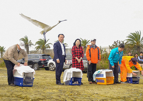 鳥也中毒 黑面琵鷺8死7獲救 嘉縣府今野放