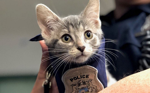 (影)美國警局任命小喵為「波麗士貓大人」 敦親睦鄰全靠牠!