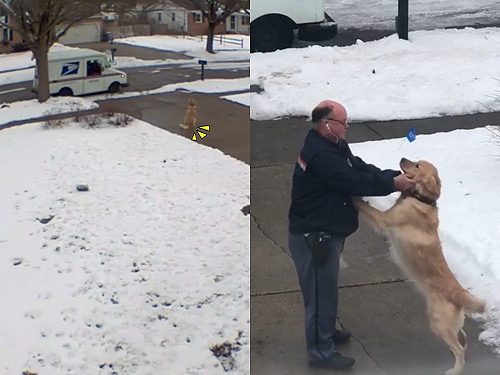 (影)黃金每天在門口殷殷期盼　只為給郵差叔叔愛的抱抱：讓偶溫暖你～