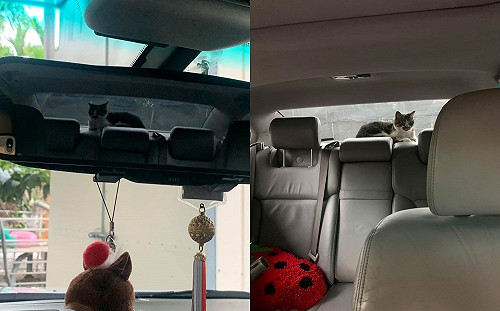 男子開車中看後照鏡「多了隻貓」嚇壞 網笑:強制徵收奴才!