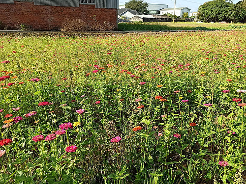戶外散心小旅行！台中潭雅神綠園道騎單車賞花海