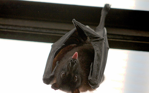 武漢肺炎／蝙蝠好可怕？專家：近五年監測　台灣蝙蝠不具人畜共通病毒