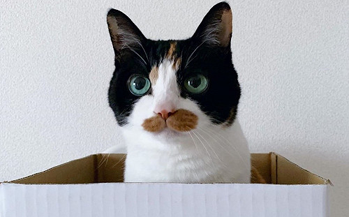 日本三花貓自備「咖啡小口罩」 網笑:偷喝嘎逼吼!