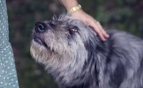 狗狗大便時總愛盯著主人看？背後的理由會讓主人小開心！