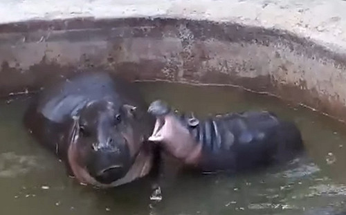 (影)小河馬狂「盧」媽媽刷存在感　慘遭忽視秒翻肚：我好可憐！