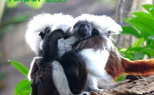 動物棉頭絹猴雙胞胎滿月了！爸媽揹出門萌樣曝光