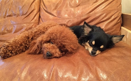 汪星人小學堂／狗狗為什麼喜歡躺在主人坐過的地方？