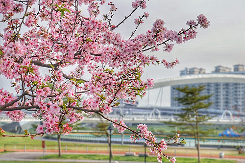 花開正好！新北市8大賞櫻點最佳觀賞時間一次掌握