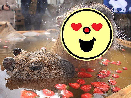 (影)季節限定！日本水豚爽泡奢侈草莓浴　舒服到表情超浮誇