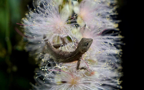 藝文剪影》武漢肺炎疫情蔓延  《免於恐懼看無常》