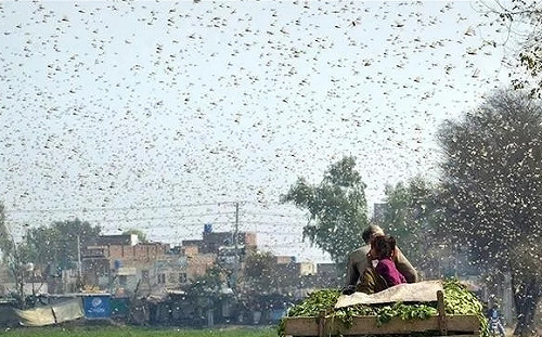 非洲蝗蟲未來往哪走？專家曝三大熱區