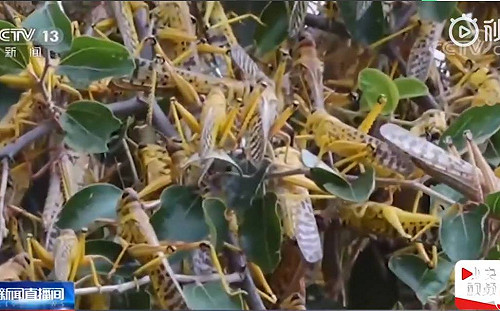 蝗蟲也懂喝「普洱茶」  中農業部坦承失守：竹蝗自寮國遷入恐常態化