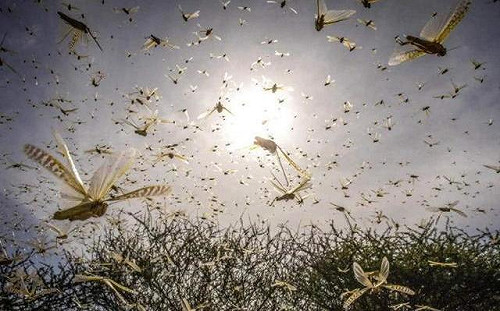 4000億蝗蟲到印度7天內飛灰煙滅 網驚 : 怎麼辦到的?