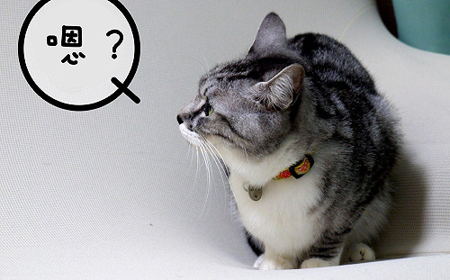 喵星人小學堂／為什麼貓咪有時會發出「嗯？」的聲音？