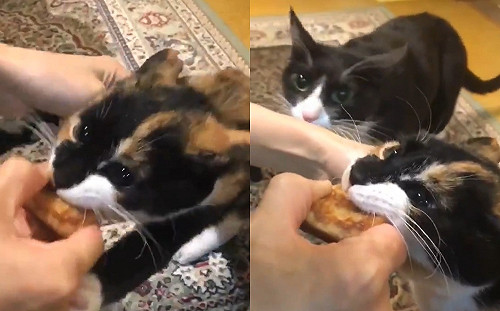 不顧旁人阻擋！三花貓下定決心要搶到雞塊　魔性叫聲網笑翻