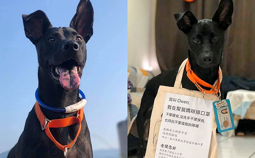 都買不到！黑狗全身超專業打扮「代排口罩」　網被萌翻：狂摸再抱回家