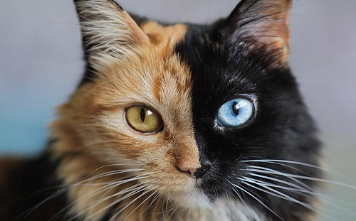 (影)罕見雙面貓　彷彿兩喵合體超萌狂圈粉！