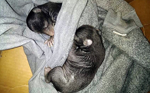 兩隻幼犬被裝箱丟棄在家門前　男子通報警察一看：這是熊啊！