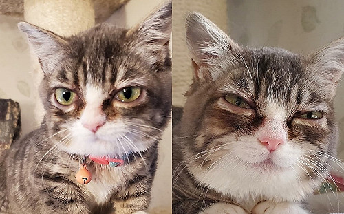 小貓患罕疾幸運找到夢幻家園　憋不住幸福展笑顏：謝謝馬麻～