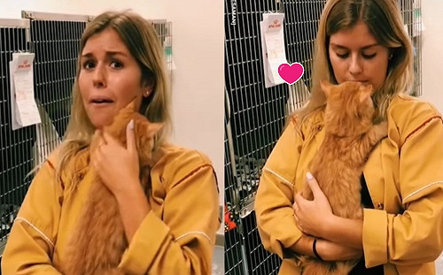 (影)女子到收容所遇見橘貓抱緊緊　不到一分鐘：跟我回家吧！