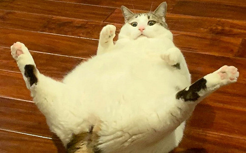 (影)胖到理不到毛！獸醫幫貓咪剃毛解決難題　「太有型」奴才瞬間笑噴