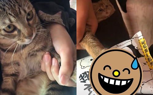 (影)愛玩喵喵惹到蜜蜂慘敷冰袋　手手「發福」成棒棒糖模樣超委屈！