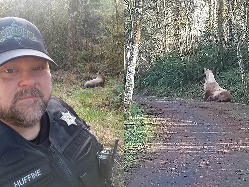 警方接獲救援通報　驚見海獅在森林裡徬徨找家：我是誰我在哪裡？