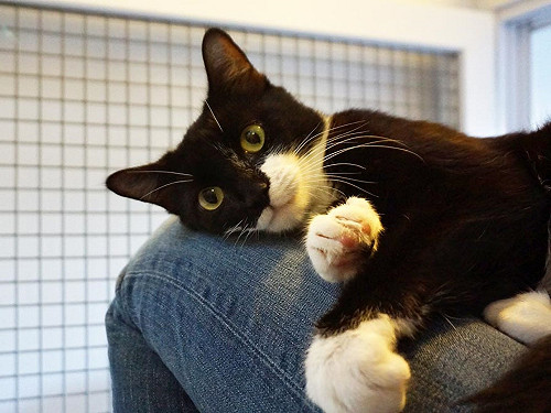 (影)好友在車禍中喪命　貓咪默守身旁不願離開：你怎麼睡了？