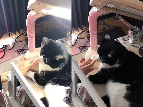 (影)按貓咪鼻頭檯燈竟跟著一亮一滅　網驚呼：賓士牌觸控開關！