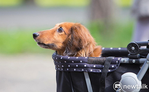 香港寵物犬確診武漢肺炎？農委會：「沾染、感染」要先釐清