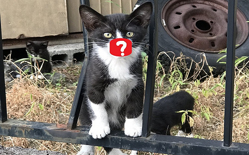 路邊撿到小賓士  網瘋「鼻頭亮點」：買1送1耶！