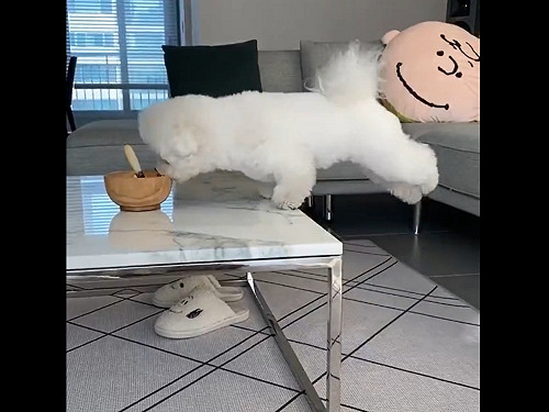 (影)貪吃萌犬頻蹬腳彈跳想偷吃　弧度太可愛網笑：開飯前先練核心！