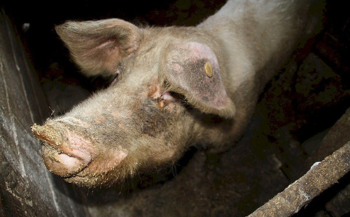 三大瘟疫肆虐、蝗蟲步步進逼 中國危機接二連三