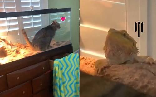 (影)貓咪闖入蜥蜴保溫箱當貓盆如廁 網笑瘋：加熱比較舒服！