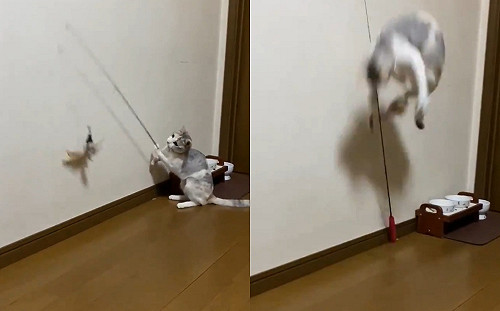 (影)三花貓不甩奴才　自得其樂玩逗貓棒網笑：可以自己鏟屎了！