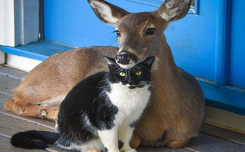 (影)不打不相識！浪貓初見小鹿就揮拳　竟日久生情發展好友誼