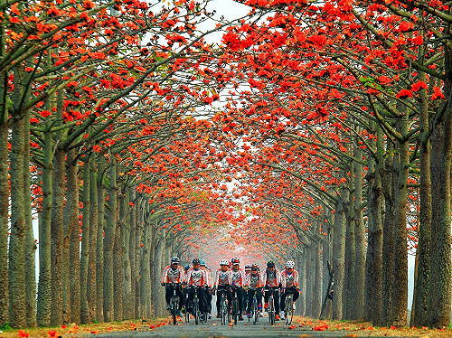 木棉花開了！全台4處火紅花海之路不能錯過