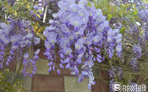 2020嘉義瑞里紫藤花季揭幕，情人節賞花浪漫爆表