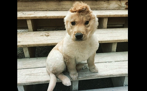 (影)金金出生時意外只剩單耳　變身龐克網紅狗瘋迷上萬粉絲！