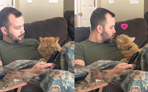 太太拍下先生與橘貓看手機互動　網笑：牠才是正宮！