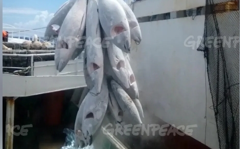 綠色和平又疑台灣漁船非法  漁業署：待查證