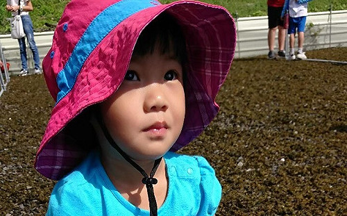 抗肺炎 屏東旅遊業者推一日農夫採菇樂好療癒