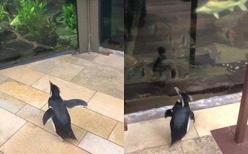 因疫情水族館全面關閉　企鵝園內逛大街：這隻魚看起來不錯！