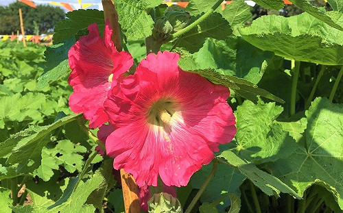 城市裡的花海秘境！北市古亭河濱蜀葵花4月陸續綻放