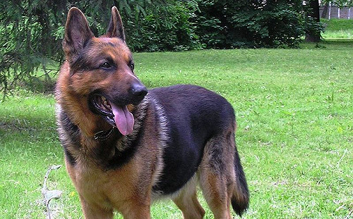 香港第二起！「新冠病毒」測試呈陽性的狗...飼主也確診