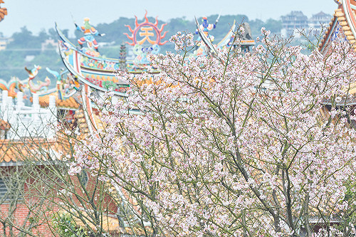 在家也能賞花！新北市推線上賞櫻更新各地花況