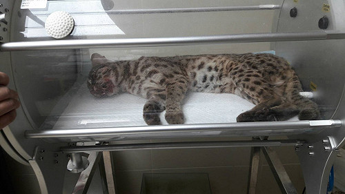 車禍石虎回歸野外 苗栗台13甲線設區間測速減少路殺